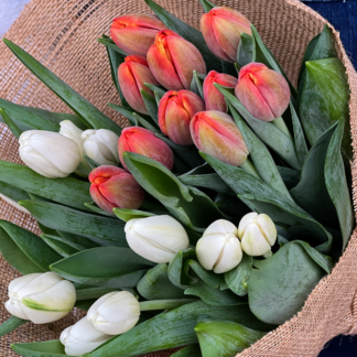 Tulip
