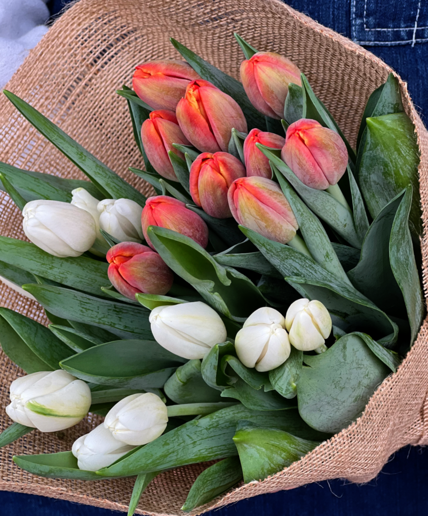 Tulip